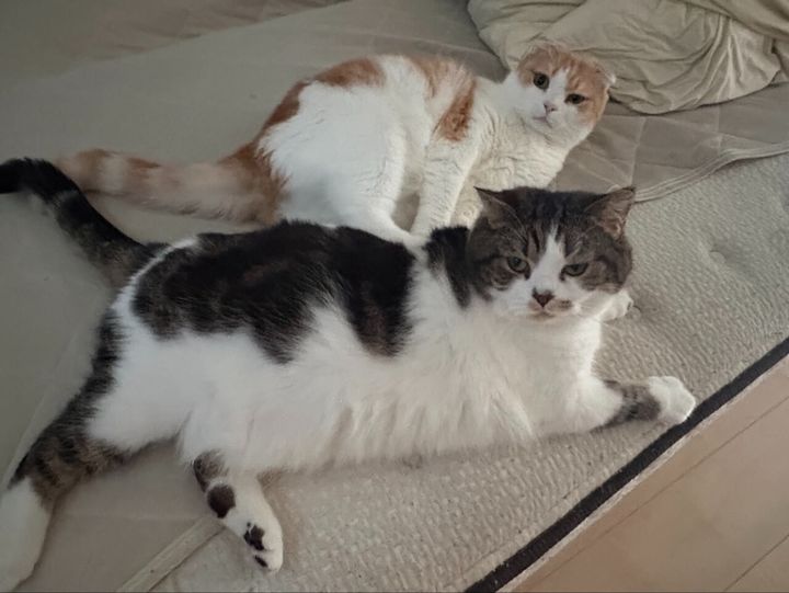 室内でくつろぐおにく君ととろ君