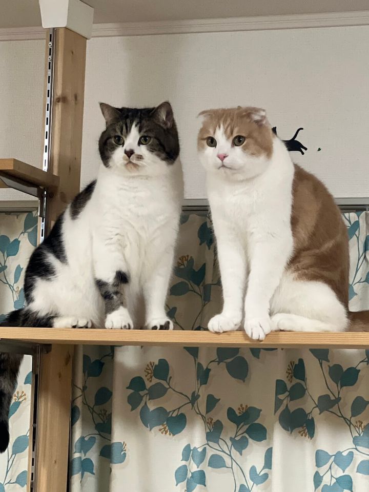 棚の上に並んで座り正面を見つめる2匹の猫
