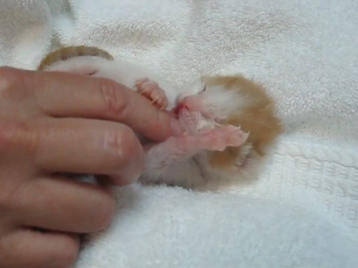 小さな体で……飼い主の指をしっかりホールド！
