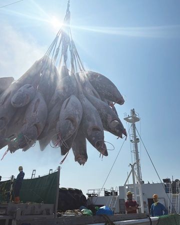 【静岡県静岡市】水産卸「海伸」と日本料理つたのが一夜限定で「天然南マグロのフルコース」を提供！