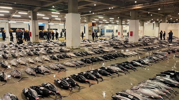 【静岡県静岡市】水産卸「海伸」と日本料理つたのが一夜限定で「天然南マグロのフルコース」を提供！