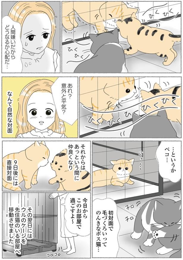 意外と平気？ （C）ゆきよみ、にゃんかつ／KADOKAWA