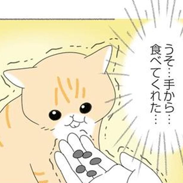 心を開いてくれた瞬間 （C）ゆきよみ、にゃんかつ／KADOKAWA