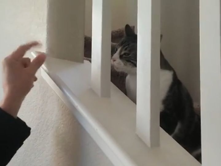 飼い主さんの手に激しく攻撃する猫！