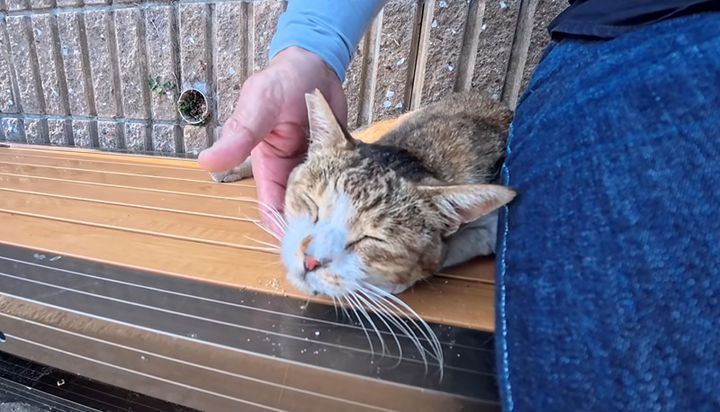 ナデナデされる猫