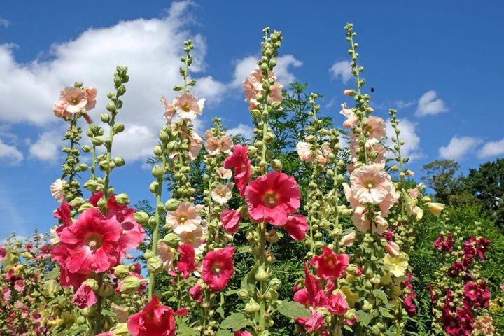 夏の庭が一気に華やぐ！初心者でも育てやすい大型宿根草【8選】