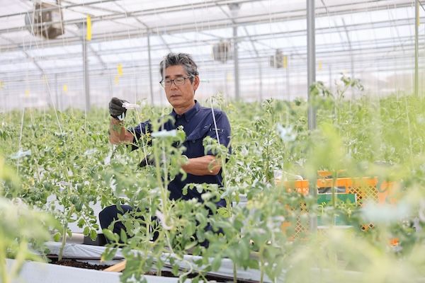 幻の黒いちじく「ブラックダイヤモンド」を含む食べ比べセットを産地直送、予約受付中