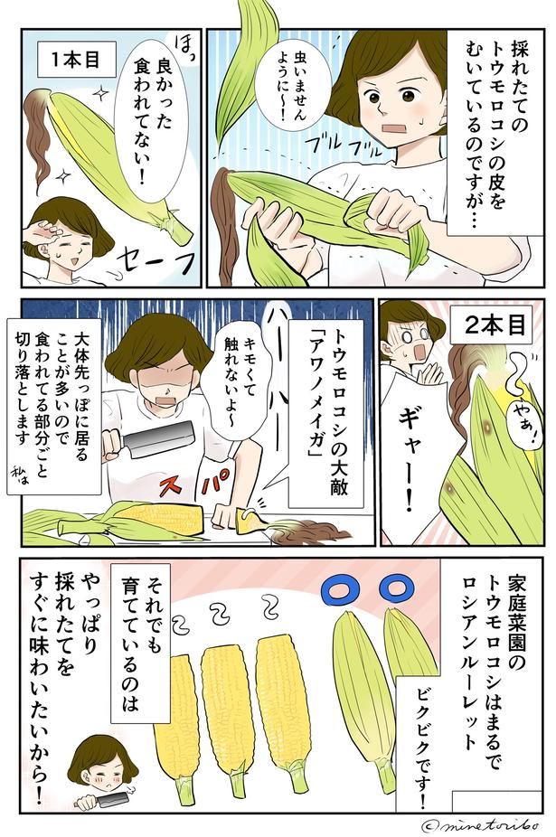 採れたてをすぐに味わいたいから！ （C）峯鳥子