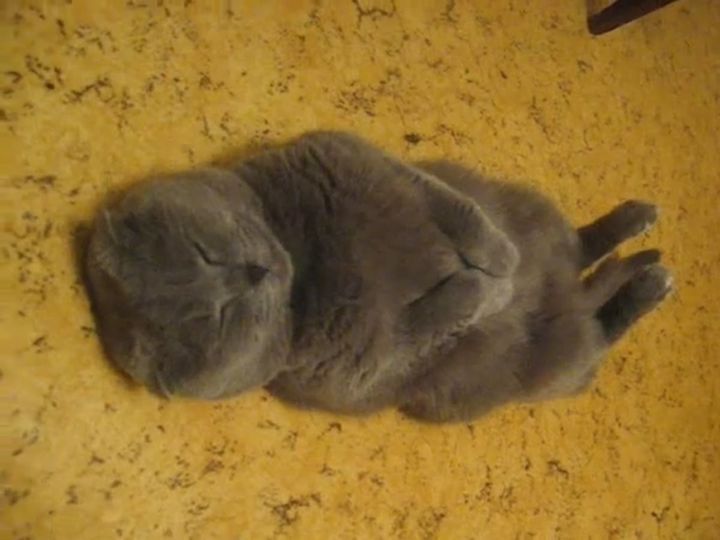 まるで人間のようにごろんと眠る猫！