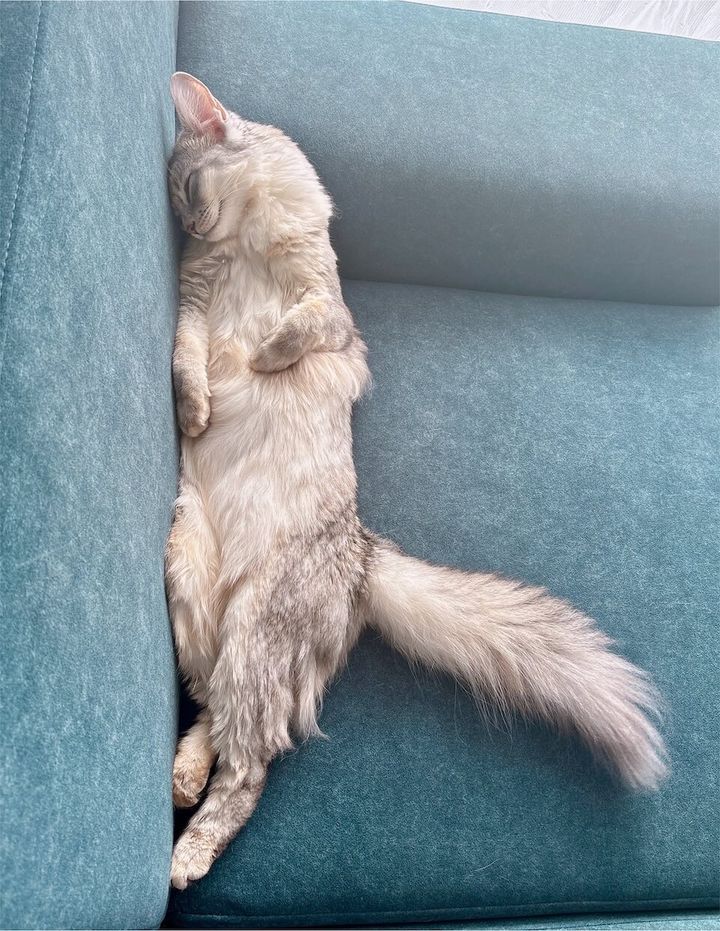 青いソファの隅で仰向けになって眠るそばちゃん