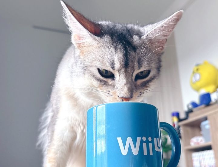 水色のマグカップに顔を寄せて水を飲むそばちゃん