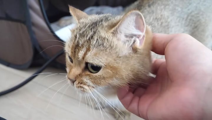 ナデナデされる母猫