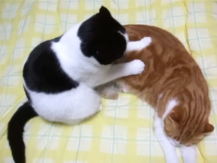 モミモミする猫