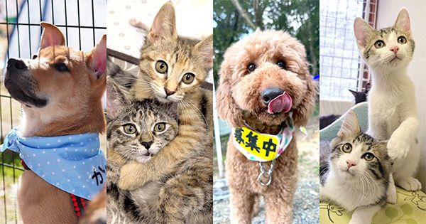 【東京都渋谷区】動物福祉のチャリティーアートイベント「THE CHARITY」初開催！保護犬猫譲渡会も