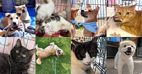 【東京都渋谷区】動物福祉のチャリティーアートイベント「THE CHARITY」初開催！保護犬猫譲渡会も