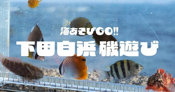 【静岡県下田市】白浜漁港で「海あそびGO 下田白浜磯遊び」開催！立入禁止区域を開放し遊べる磯体験