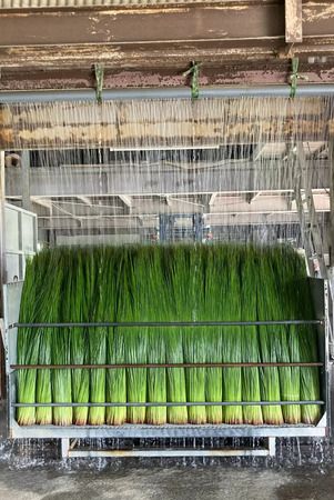 【東京都港区】小島瑠璃子のお茶ブランド「maison de RURI」と河田製畳が、チャリティーイベント開催