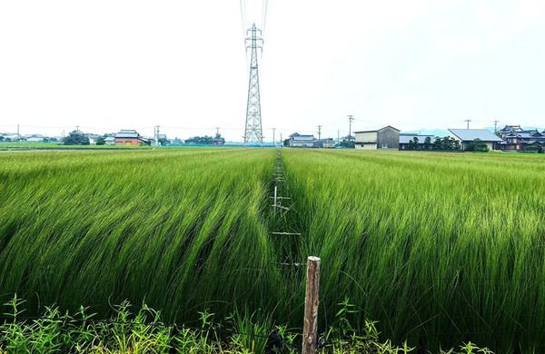 【東京都港区】小島瑠璃子のお茶ブランド「maison de RURI」と河田製畳が、チャリティーイベント開催