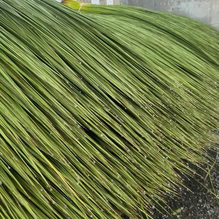 【東京都港区】小島瑠璃子のお茶ブランド「maison de RURI」と河田製畳が、チャリティーイベント開催