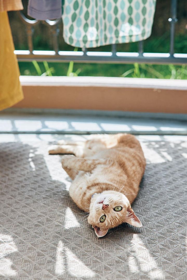 日がな一日マイペースに過ごす猫の茶太郎はある意味、暮らしのお手本！ 