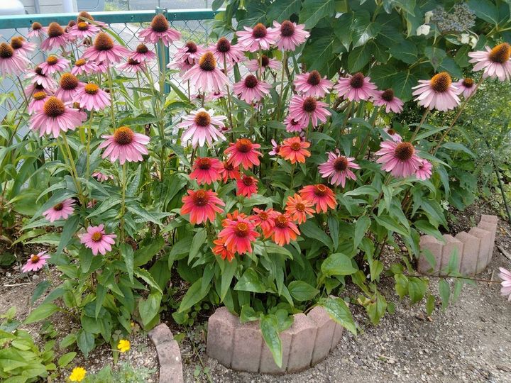 ピンクとオレンジの花が咲くエキナセアの株