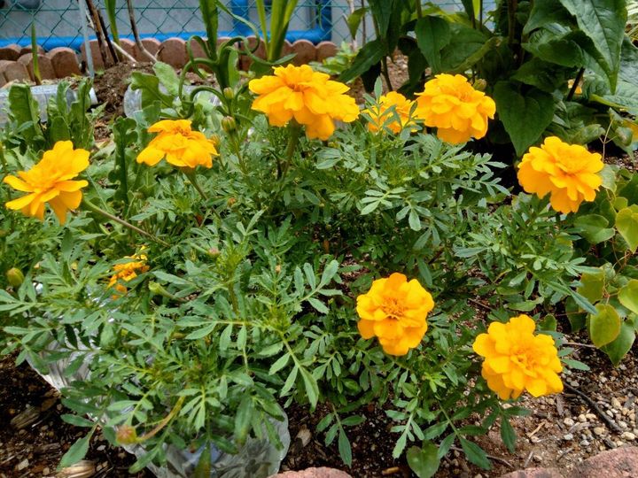 花壇に咲くオレンジ色のマリーゴールド