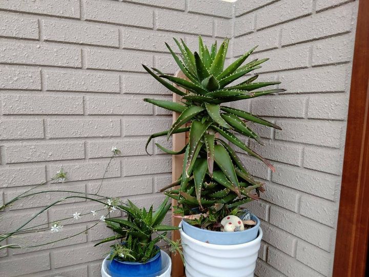 鉢植えで育つ大きなアロエ