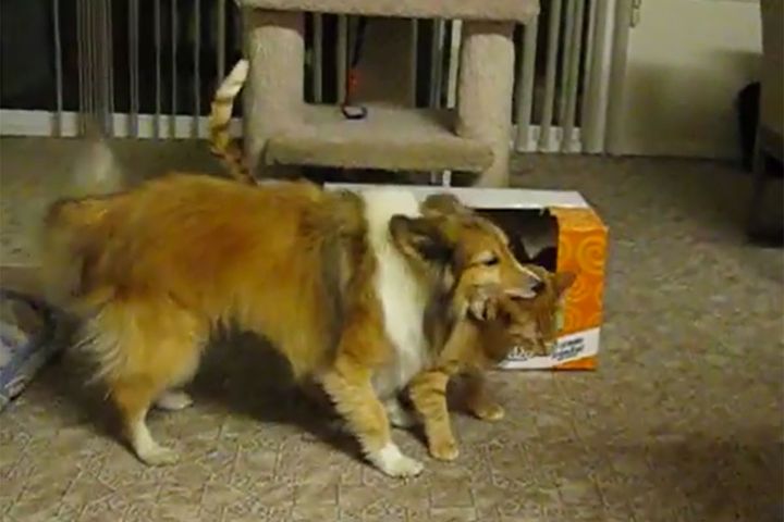 猫の頭をシェルティが「カプッ」