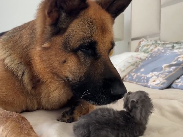 大きなジャーマンシェパードが、子猫に優しく触れて……