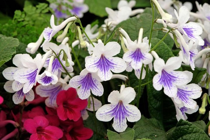 暑い夏は涼しい部屋で花を楽しむ！室内向き多年草の鉢花【6選】と置き場所のコツ
