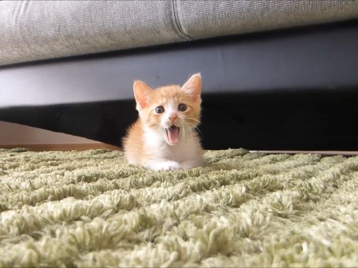 ゆ～っくり近づいて来る子猫がかわいすぎる！
