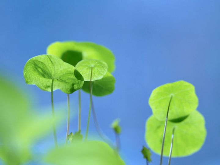 ウォーターマッシュルーム