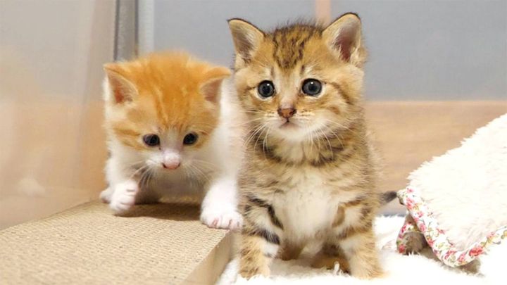 ソワソワする子猫達