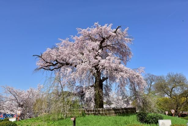 春にはしだれ桜の優美な姿がひと際目を引く 画像提供：(公財)京都市都市緑化協会