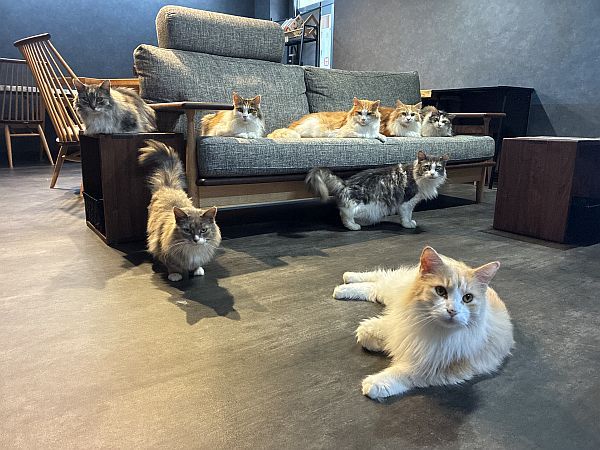 【京都府京田辺市】コワーキング×猫カフェ！0歳から入店可能な「京田辺の猫カフェNAP」正式オープン