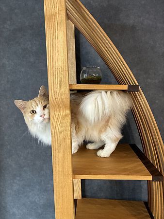 【京都府京田辺市】コワーキング×猫カフェ！0歳から入店可能な「京田辺の猫カフェNAP」正式オープン