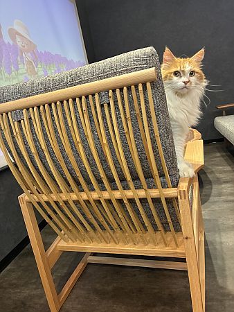 【京都府京田辺市】コワーキング×猫カフェ！0歳から入店可能な「京田辺の猫カフェNAP」正式オープン
