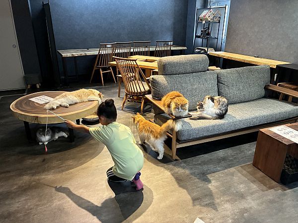 【京都府京田辺市】コワーキング×猫カフェ！0歳から入店可能な「京田辺の猫カフェNAP」正式オープン
