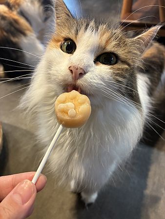 【京都府京田辺市】コワーキング×猫カフェ！0歳から入店可能な「京田辺の猫カフェNAP」正式オープン