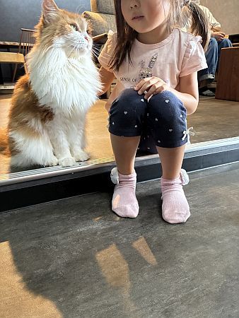 【京都府京田辺市】コワーキング×猫カフェ！0歳から入店可能な「京田辺の猫カフェNAP」正式オープン