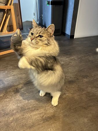 【京都府京田辺市】コワーキング×猫カフェ！0歳から入店可能な「京田辺の猫カフェNAP」正式オープン