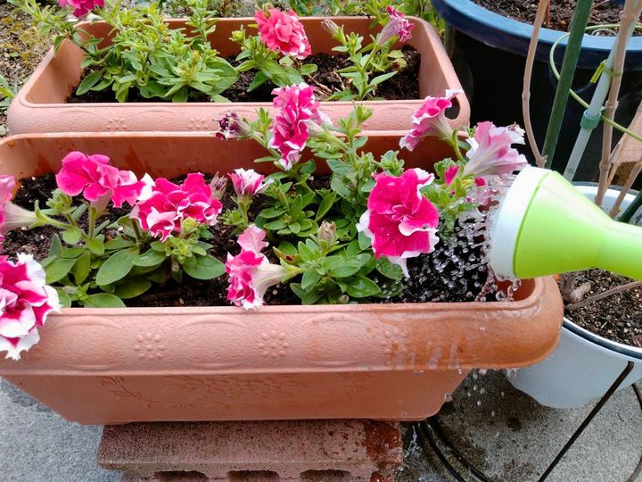 じょうろでプランターの花に水やりをしている様子