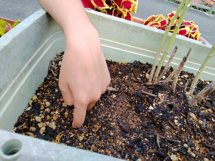 プランターの土に指を入れて乾き具合を確かめている手元