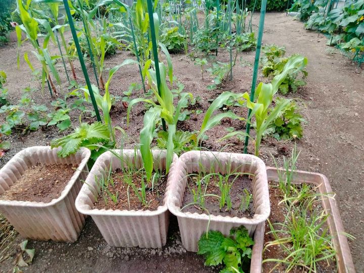 手前のプランターと奥の畑に植えられた野菜