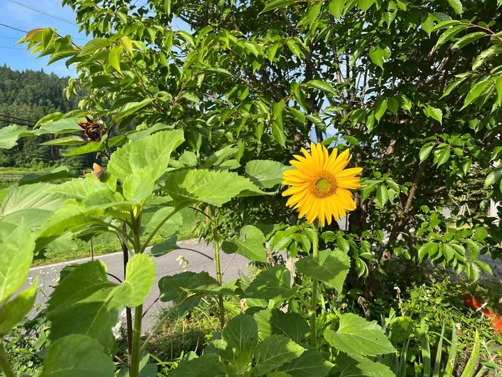 夏の日差しを浴びて元気に咲くヒマワリサンプルイメージ