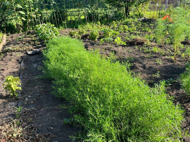 きれいに手入れされた家庭菜園で青々と育つおかひじき