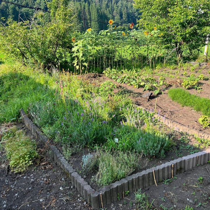 ラベンダーなどの植物が植えられた緑豊かな夏の庭
