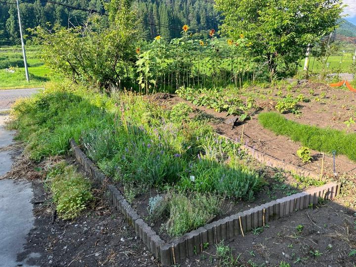 ラベンダーなどの植物が植えられた緑豊かな夏の庭