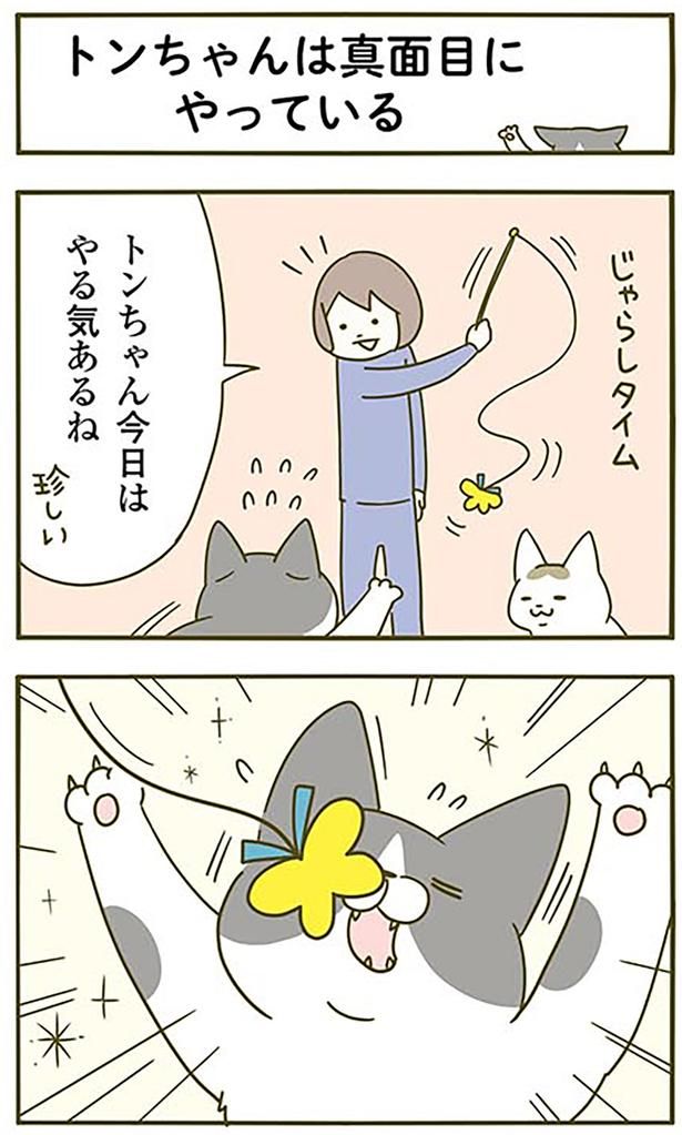 じゃらしタイム （C）卵山玉子／KADOKAWA