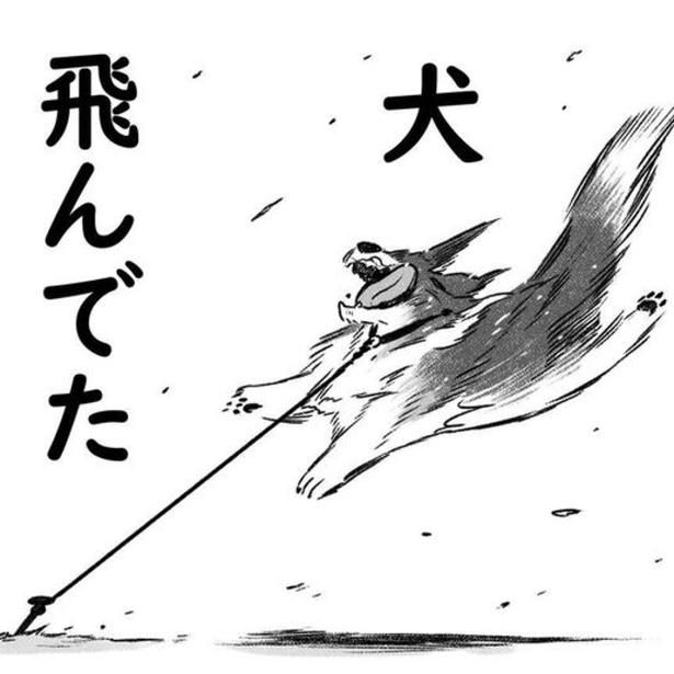 強風の中恐る恐る玄関を開けると、庭で犬が飛んでいた。 ヨシモフ郎(Twitter：@yosimofurou Instagram：@mofumofufufufufu)